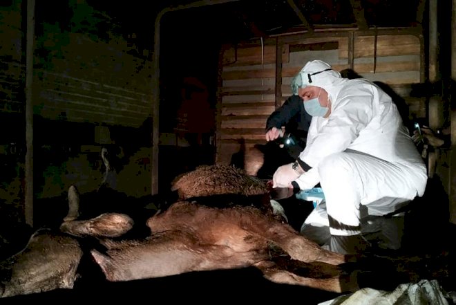    150 kiloqram ölmüş heyvan əti aşkarlandı   
