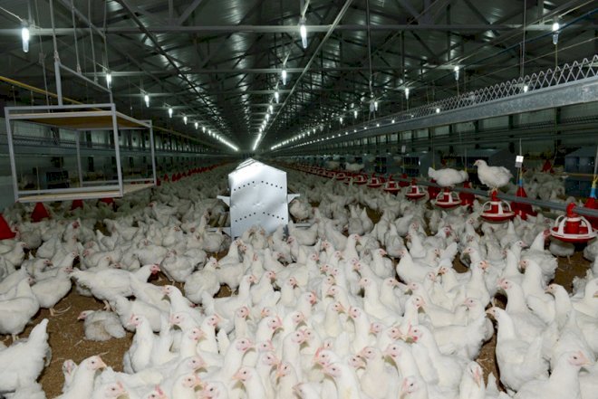    Bakıda 170 minlik toyuq oğurlanıb   