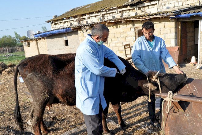    Xocalılara məxsus heyvanlar peyvəndlənir   