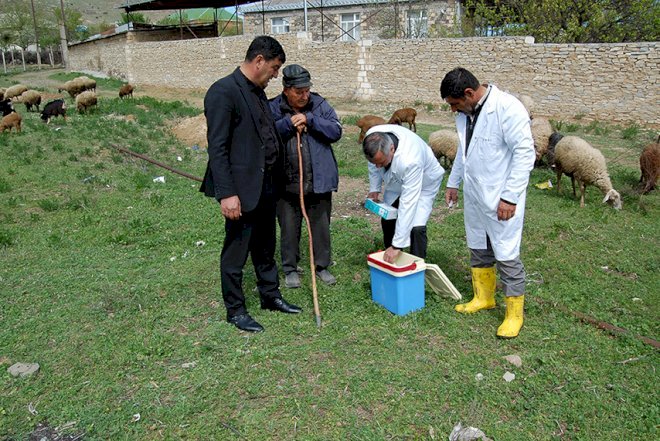    Ağstafada heyvanlar peyvəndlənir   