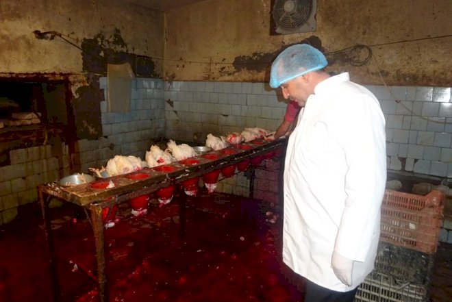    Daha bir qanunsuz toyuq sexi aşkarlandı - Fotolar   