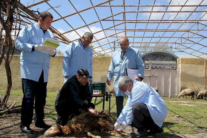    Tovuzda heyvanlar peyvəndlənir   