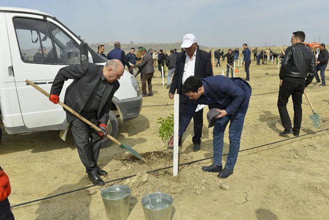    Prokurorluq ağacəkmə kampaniyası keçirib   