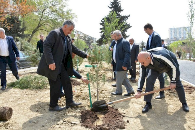    Paytaxtda minə yaxın ağac əkildi   