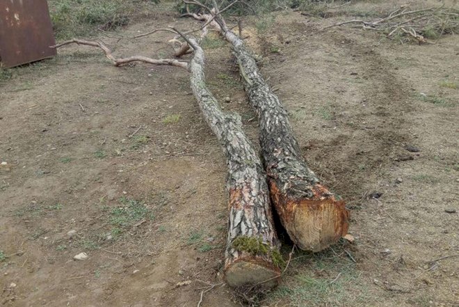    Ağac kəsintisi ilə bağlı sənədlər prokurorluğa göndərilib   