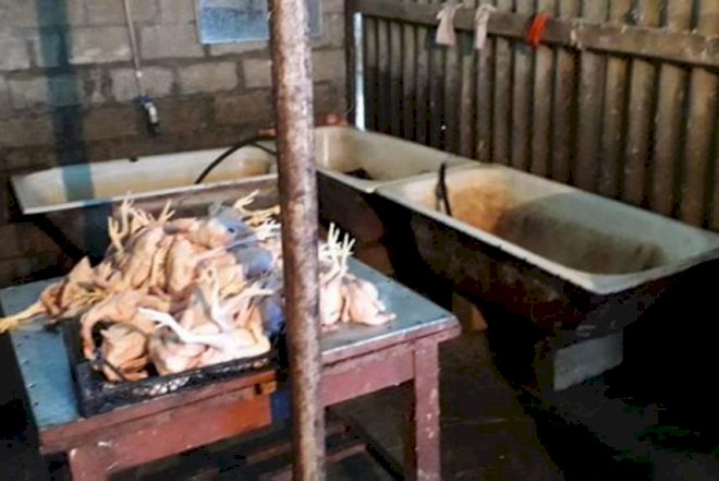    Qanunsuz fəaliyyət göstərən toyuq sexi aşkarlandı   