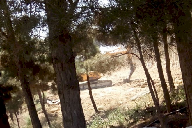    Bakıda daha bir ərzadə ağaclar məhv edildi - Fotolar   
