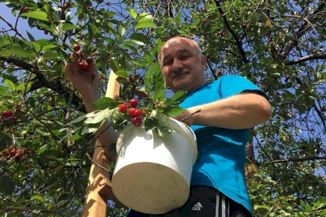    Müsavat başqanı gilas yığıb, tut çırpdı –   Foto