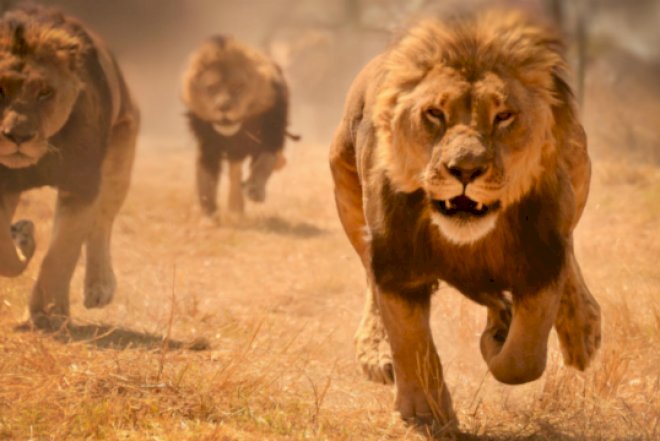    Mİlli Parkdan 14 aslan qaçdı   