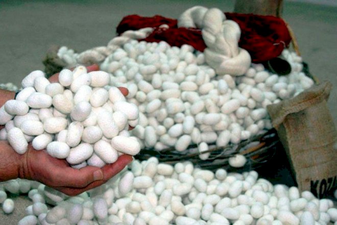    Bu günədək 99,33 ton barama tədarük edilib   