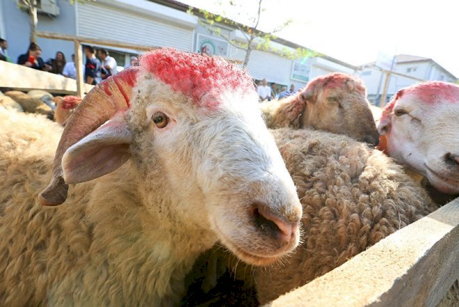    Qurban Bayramı nə vaxtdır?   