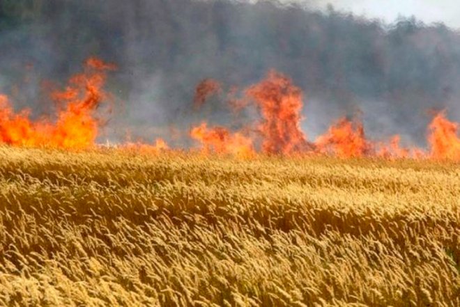    İki rayonda taxıl sahələri yanıb   