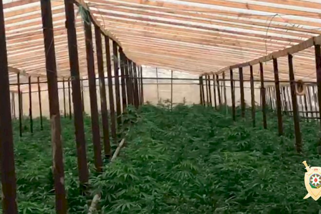    İstixanada 1 ton çətənə aşkar edildi   