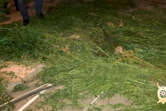    600 kiloqramdan çox narkotik dövriyyədən çıxarılıb   