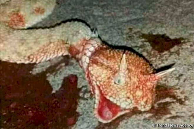    Ağsuda “Əjdaha“ peyda oldu  - Foto   