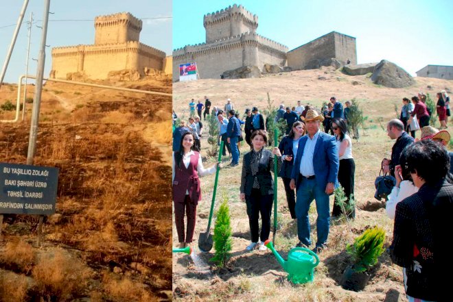    İcra Hakimiyyətinin ötən il əkdiyi ağaclar külə döndü -   Fotolar