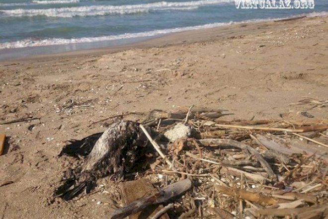    Bakıda kanalizasiya birbaşa çimərliyə axıdılır   Fotolar