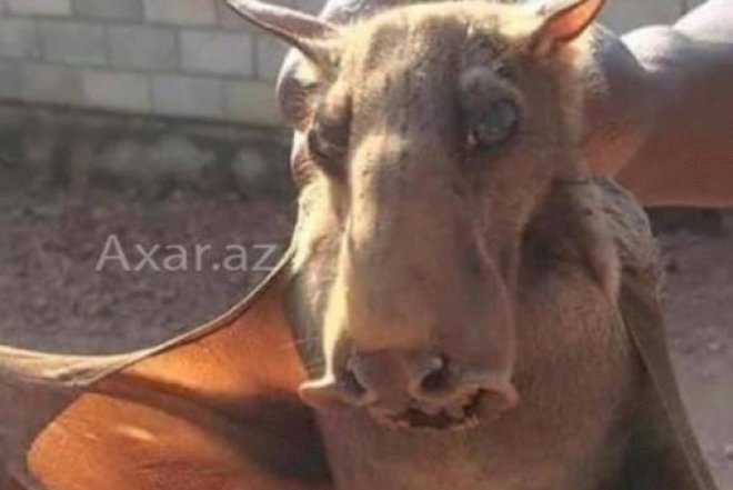    Bakıda qeyri-adi yırtıcı heyvan tapılıb – Foto   