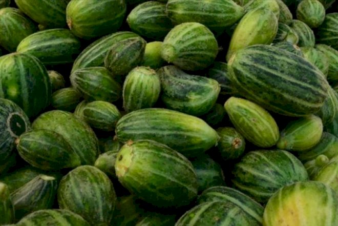    İçi yemişə oxşayır, xiyar dadı verir – Heç belə “qarpız“ yeməmisiz   