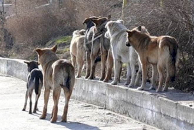    Bakıda sürü ilə itlər gəzir – Video   