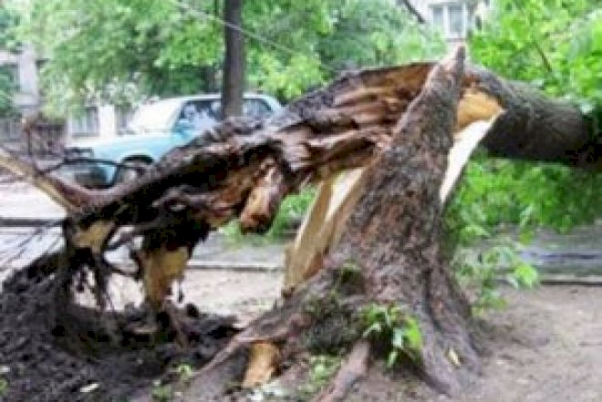    Külək Bakıda 20 ağacı aşırdı   