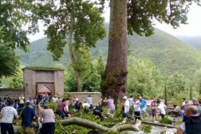    Ağac niyə qırılıb? Səbəb açıqlandı   