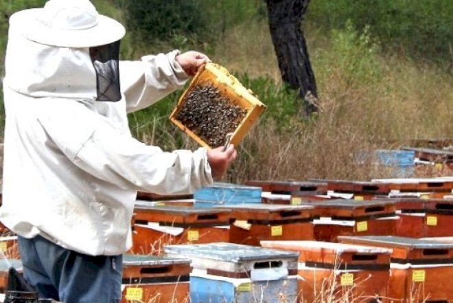    Arıçılara subsidiya veriləcək - 4 milyon manatdan çox   