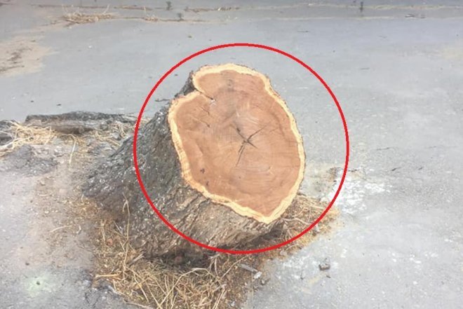    Nizami rayonunda böyük ağaclar kəsilir -   Foto