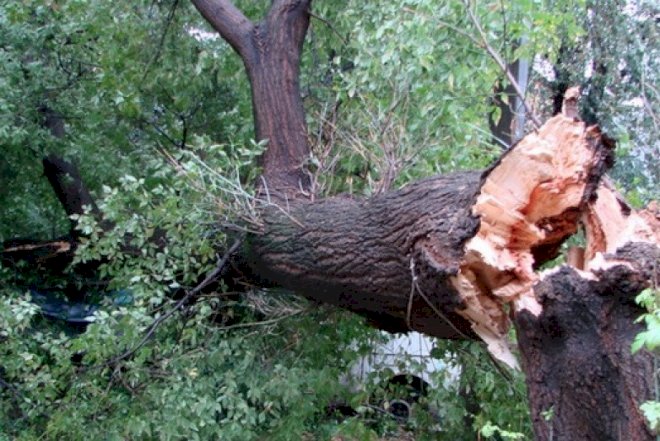    Bakıda külək ağaclara qənim oldu: 15 ağac aşıb   
