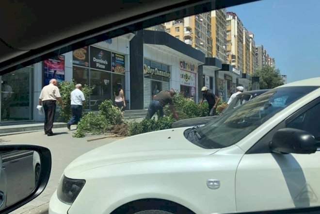    Yaşıllığı söküb yerinə daş döşəyirlər –   Fotolar