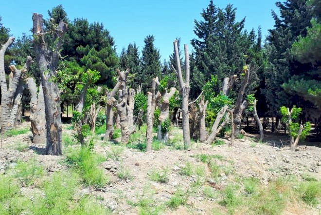    Yasamalda yol tikintisinə görə 132 ağacın kəsilməsi xəbərinə   Agentlikdən reaksiya