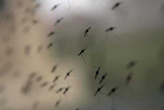    Ağcaqanadlar virus yayır: 1 nəfər öldü - Diqqətli olun!   