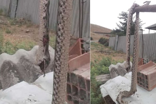   Göyçayda ilan sakinə hücum etdi -   Foto