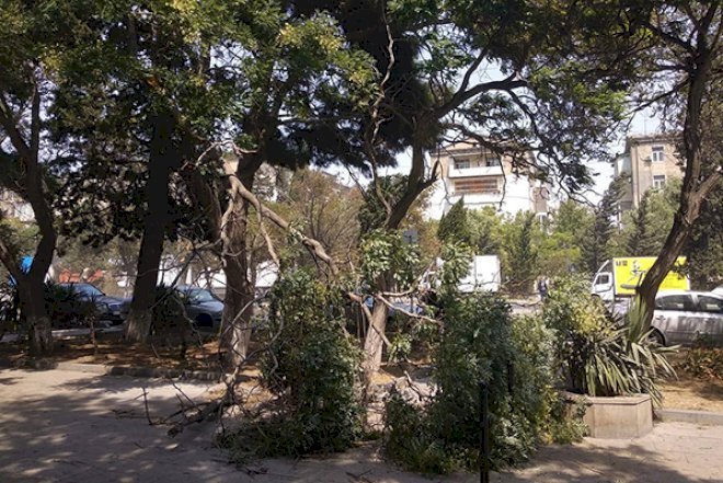    Bakıda 30 ağac aşdı - Fotolar    