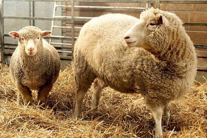    Qurban Bayramı ilə bağlı xəbərdarlıq   