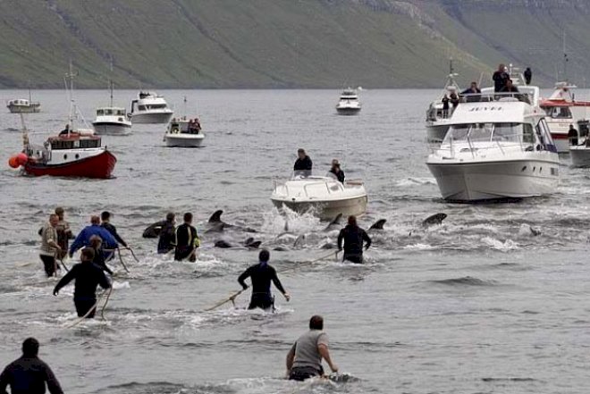    Balinaların qətliamı davam edir - Fotolar   