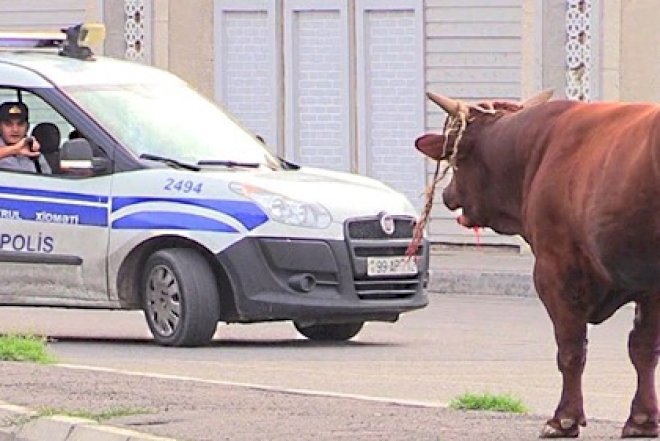    Qızğın öküz Bakını ayağa qaldırdı –   Şok video