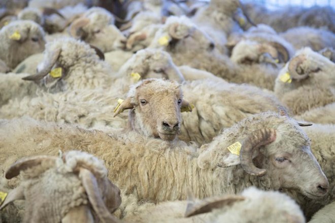    Qurban bayramı ilə əlaqədar bu xidmət ödənişsiz olacaq   