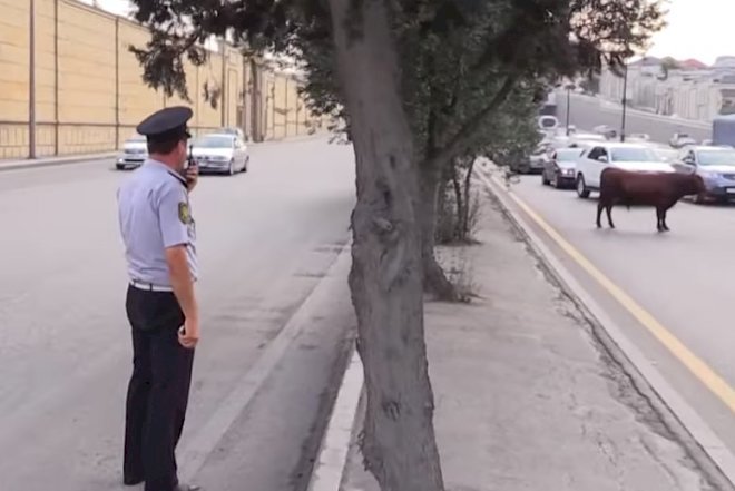    Maşınları əzən öküzün sahibini nə gözləyir? -   Açıqlama