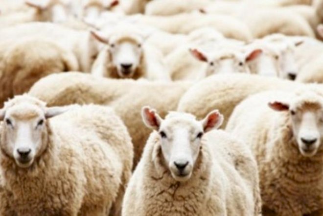    Qurban Bayramı ilə bağlı əhaliyə çağırış   
