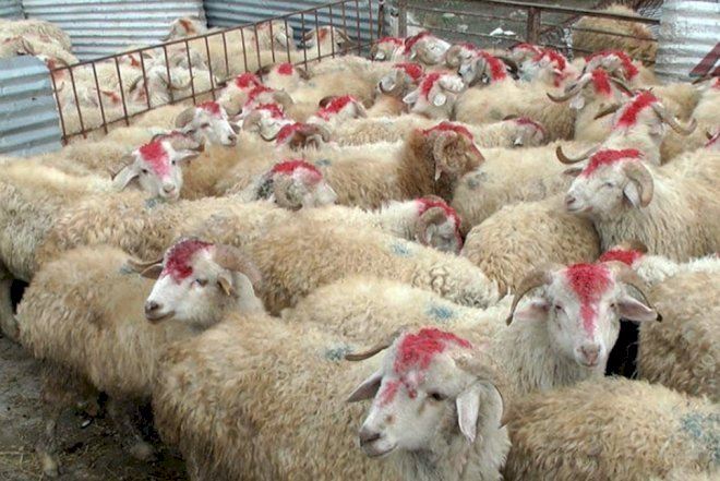    160 manata qurbanlıq qoyun   