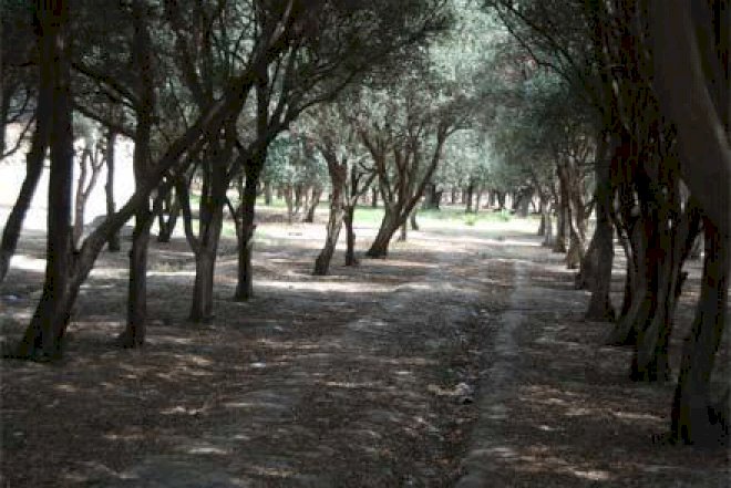    “Zeytunluq”da ağacların kəsilməsi iddiasına cavab: “Park salınır“   