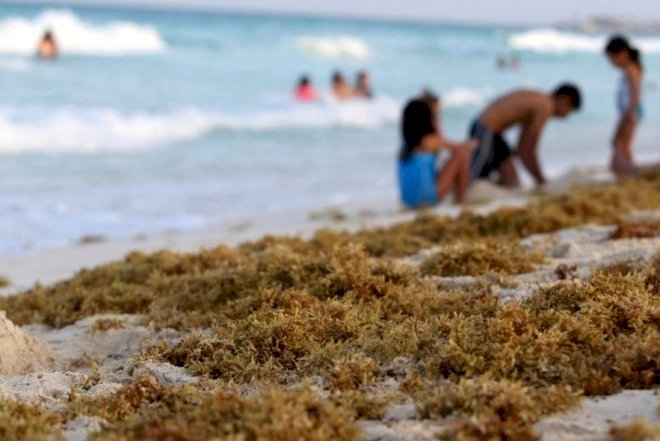    Çimərliklər təhlükəli yosunla örtüldü: İnsanı kor edir - Fotolar   