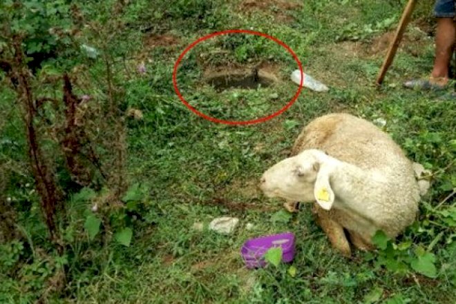    Qurban bayramında qaçan qoyun günlər sonra belə tapıldı - Foto   