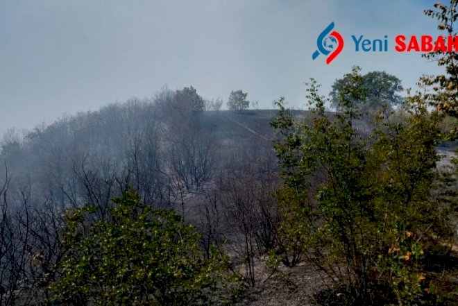    Yanan meşə sahələrində ağaclar əkiləcək   