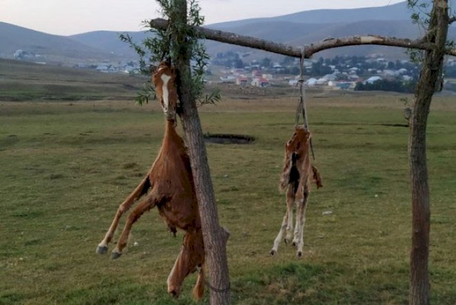    Azərbaycanda görünməmiş hadisə: At və balasını öldürüb dirəkdən asdılar   