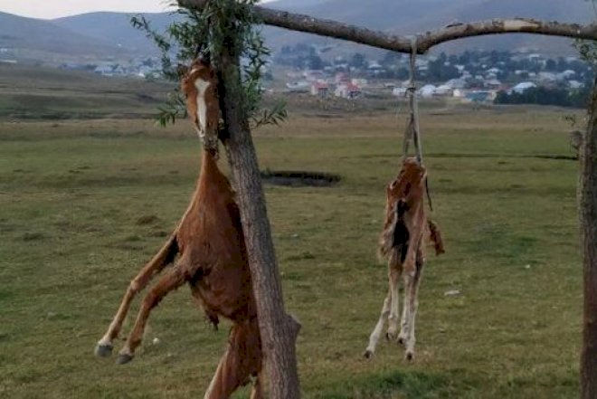    Atları öldürərək dirəkdən asan şəxs saxlanıldı   