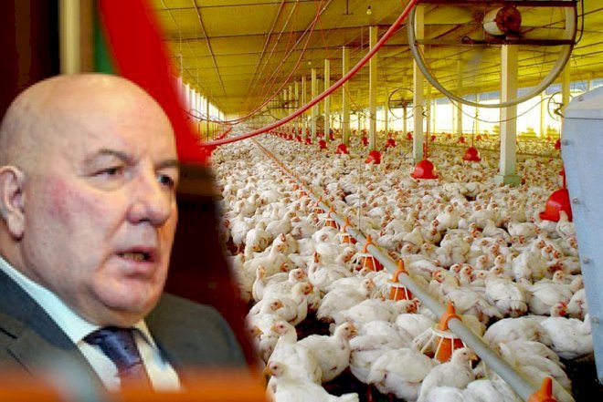    Elman Rüstəmovun toyuqlarına nə olub? –   3 milyonluq zərər