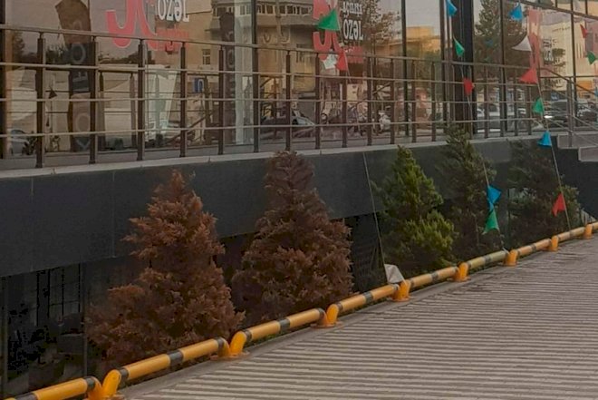    Obyekt sahibləri canlı bitkilərə zülm edir - Açıqlama   