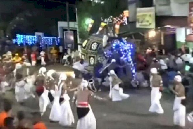    Fil insanlara hücum etdi, 18 nəfər xəstəxanalıq oldu   